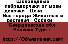 Шоколадные лабрадорчики от моей девочки › Цена ­ 25 000 - Все города Животные и растения » Собаки   . Свердловская обл.,Верхняя Тура г.